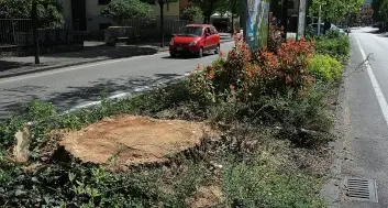 Trento: l'olmo resiste, funerale per i pioppi