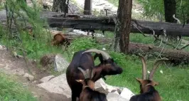 Da tutta Italia per salvare le capre