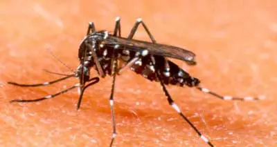 La zanzara tigre si espande nei territori di Mori e Isera