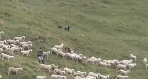 Parco Adamello Brenta, il pastore filma gli orsi