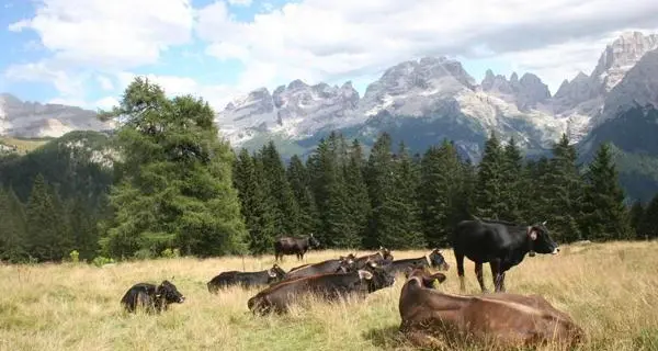 Braccio amputato in malga, 180 mila euro