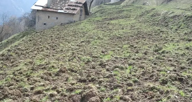 Cinghiali, ronde notturne con cinque cacciatori