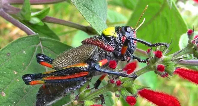 Scienziato trentino scopre una nuova specie di cavalletta
