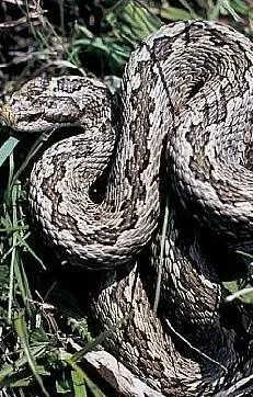 Dodicenne morso da una vipera