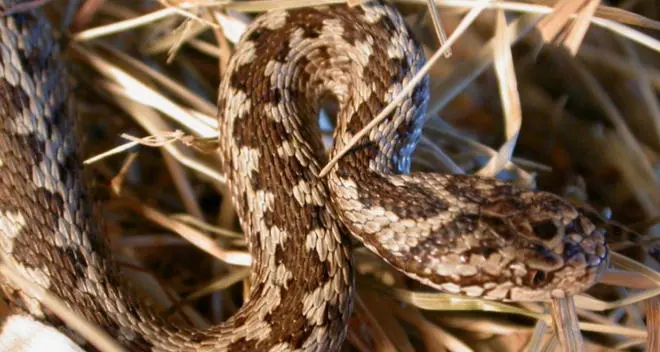Donna attaccata e morsa da una vipera