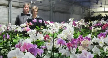 Il re delle orchidee? E' di Nave San Rocco