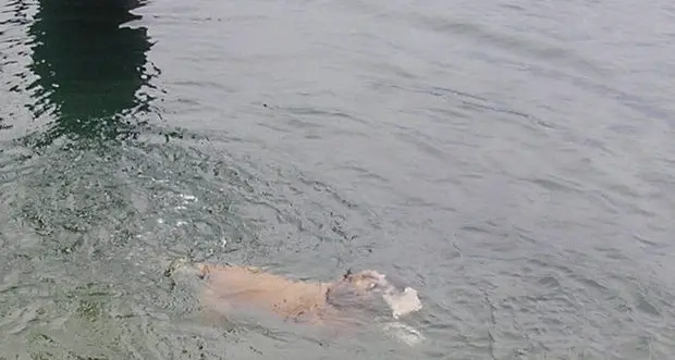 Il cane-sub che colleziona pietre / VIDEO