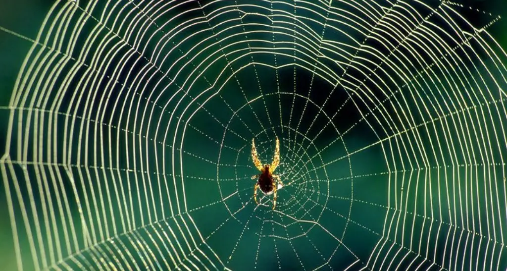 Dalla seta del ragno i fili per le suture