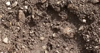 L'orso passeggia vicino a San Romedio