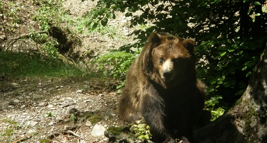 La Provincia vuole catturare l’orso M4