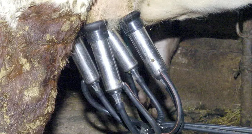 Prezzo del latte a picco, panico tra gli allevatori