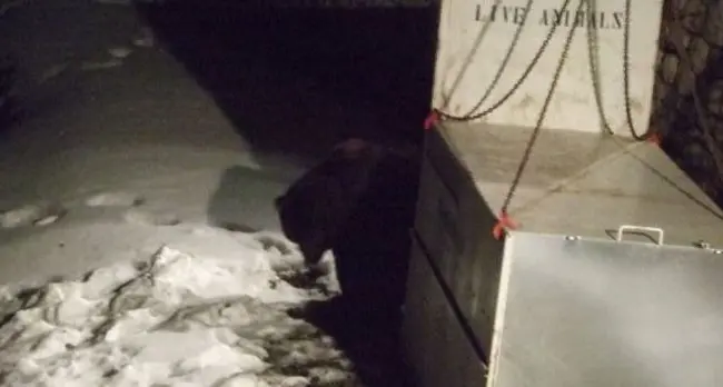 Folla di curiosi per il benvenuto all’orso