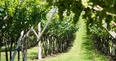 Il gregge devasta le vigne, pastore condannato