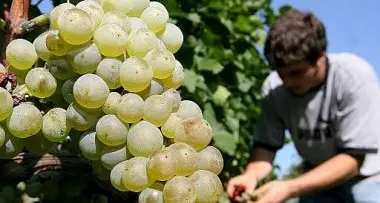 Aziende agricole, quasi dimezzate in dieci anni