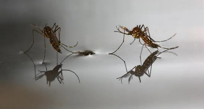 Zanzara tigre, inizia la battaglia
