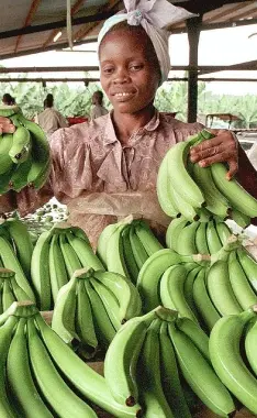 Trento: Errek-Chiquita, la guerra delle banane