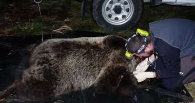 Trentino. Catturata e chiusa in un recinto l'orsa DJ3