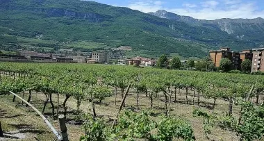 Rovereto: \"Basta palazzi nei vigneti Fedrigotti di Sacco\"
