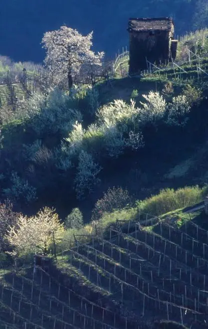 Müller Thurgau, un tour fuori provincia