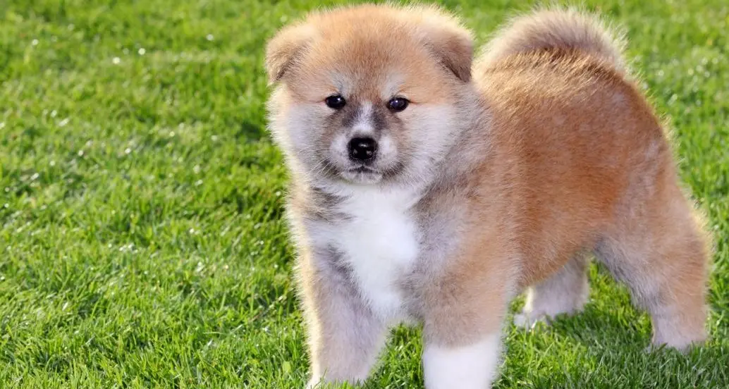 La truffa della falsa vendita di cuccioli sul web