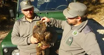 Un’aquila reale stremata salvata dalla Forestale
