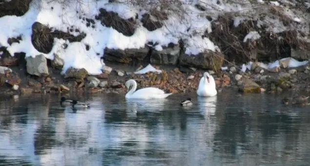 I cigni sono tornati a svernare sull’Adige