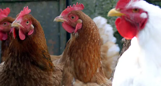Troppe galline nel capanno, imprenditori a processo