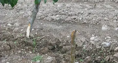Vandali tagliano 500 meli a Roncogno