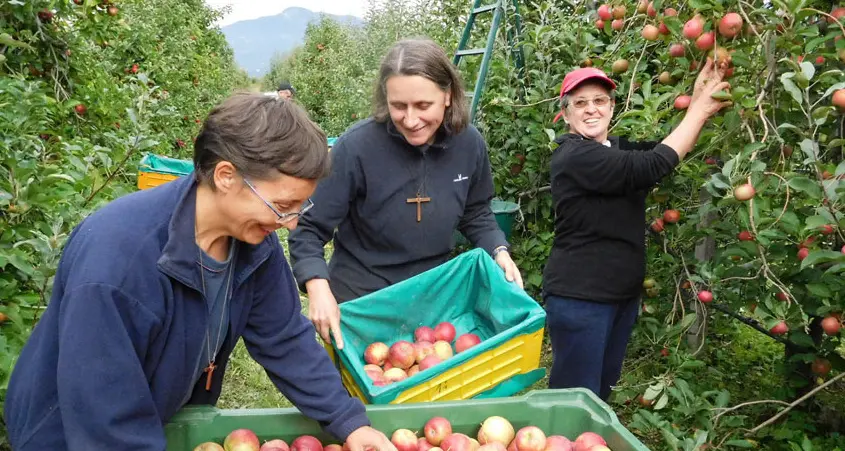 Anche le suore in Trentino per la raccolta delle mele