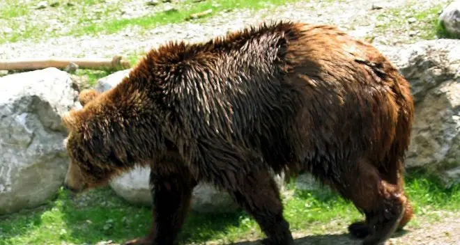 Orso problematico, la Provincia «resiste» per la cattura