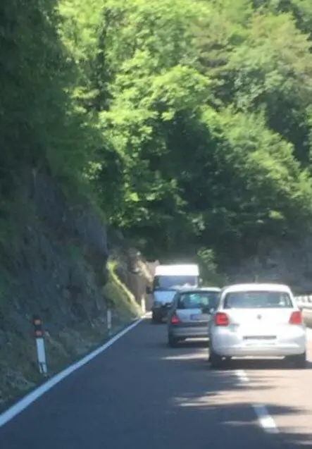 Furgone contromano al Bus de Vela
