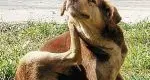 Cani sporcaccioni e senza guinzaglioInflitte 14 multe nei parchi di Trento