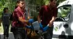 Rovereto, capriolo accaldato si tuffain piscina: salvato da due operai