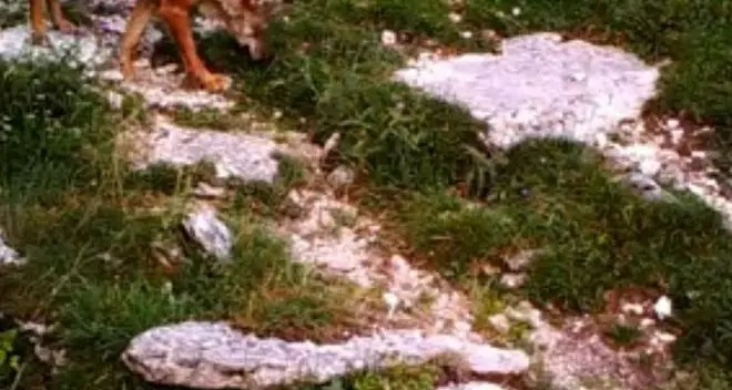 Lessinia, nati i primi cuccioli di lupo