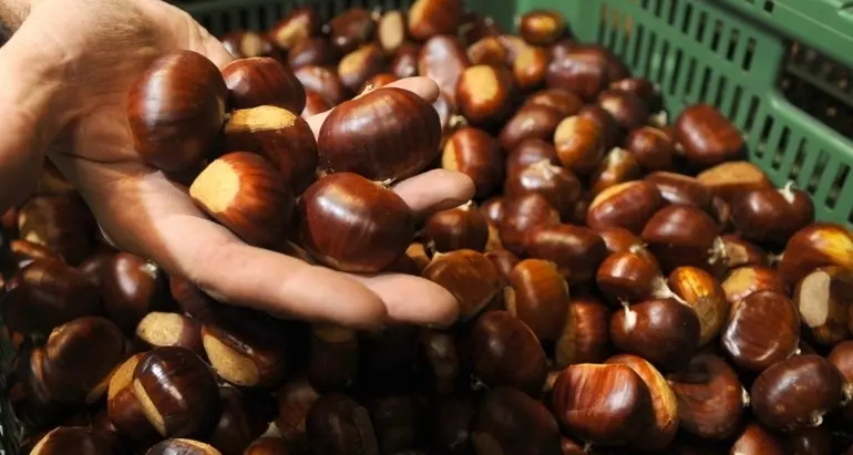 Castagne, un disastro: produzione giù del 30%