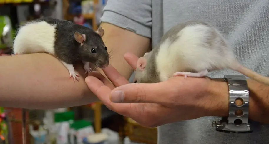 La nuova tendenza: i ratti diventano animali da coccolare