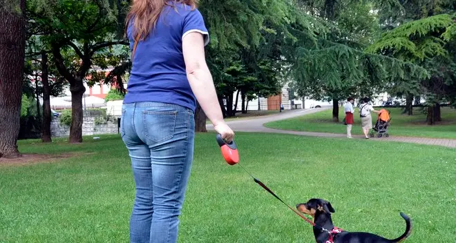 Cacche dei cani in strada arrivano le prime multe
