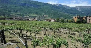 Rovereto: voto nella notte, addio al vigneto