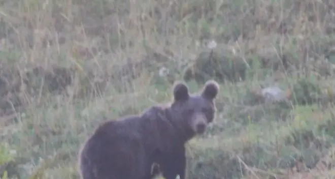 L’orso saluta i turisti e fa il bagno nella fontana