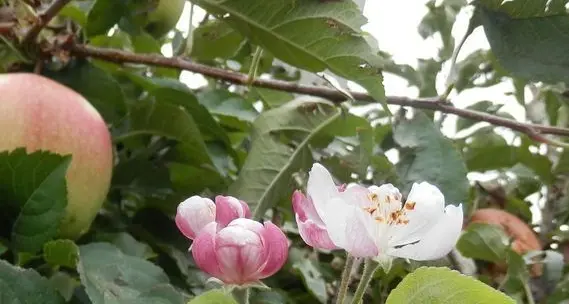 Pergine, meli in fiore anche in settembre: «Raro ma naturale»