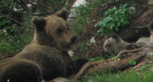 Orso di Rabbi, via libera alla cattura