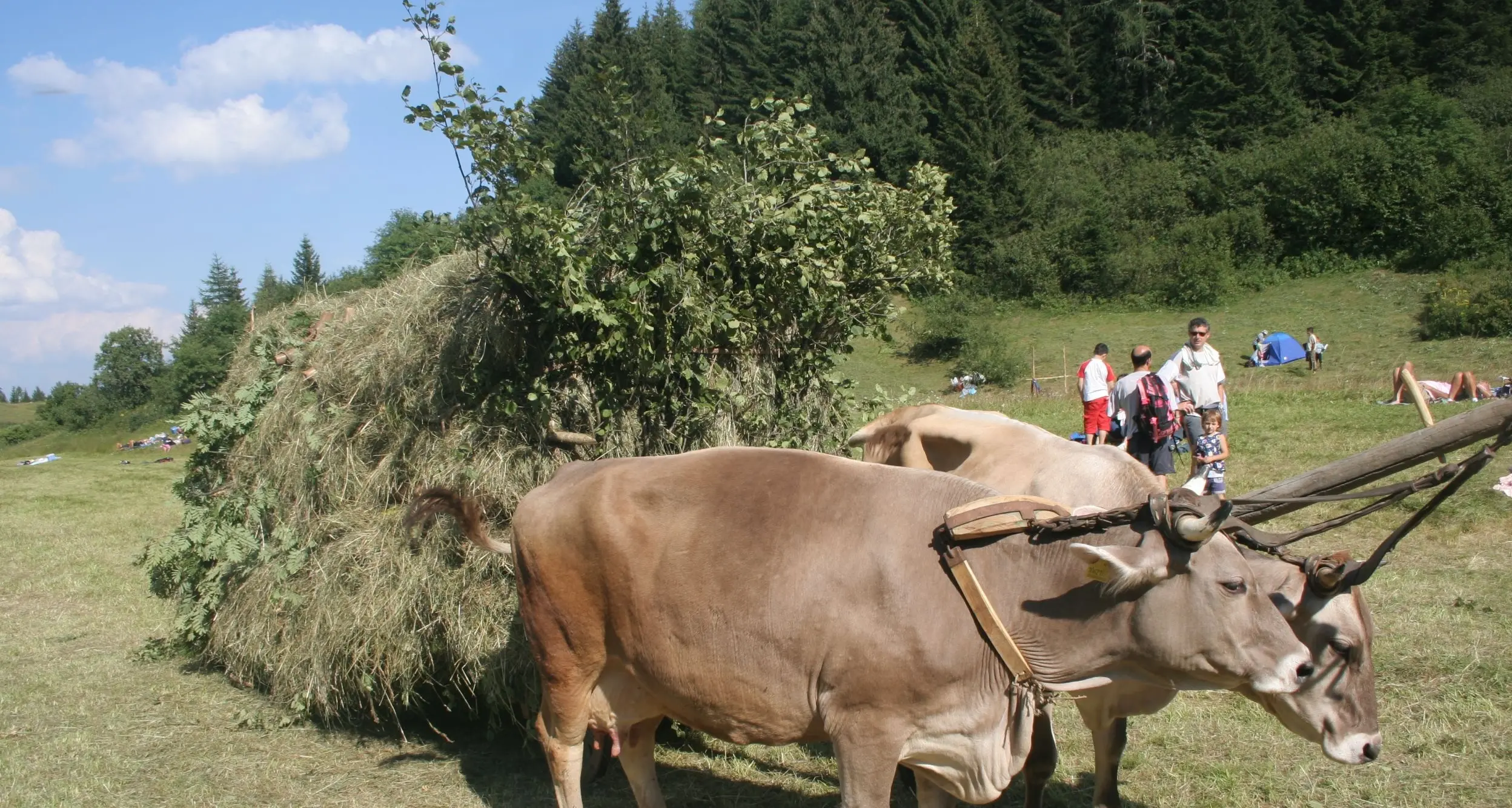 Montagna, in vent'anni agricoltori dimezzati