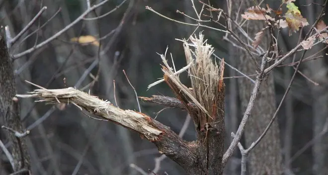 «Strage» di piante a lato della carreggiata