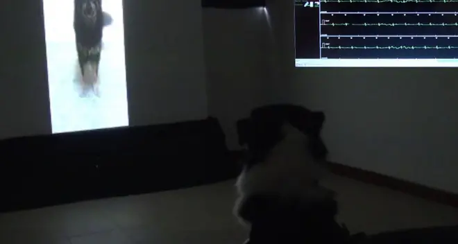 Se Fido è arrabbiato lo si capisce dalla coda