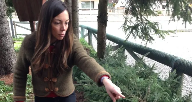 «Uccisi gli alberi della mia infanzia»