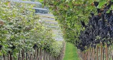 Arriva il marzemino ecologico