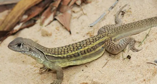 Tanzania, 27 nuove specie di vertebrati scoperti grazie al Muse
