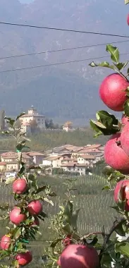 Le mele nonese? Sono le più ecologiche d'Italia