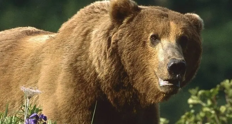 Orso: «Fino a cento esemplari in Trentino»