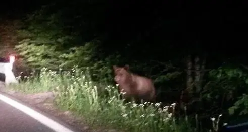 \"Legalizziamo lo spray anti orso\"